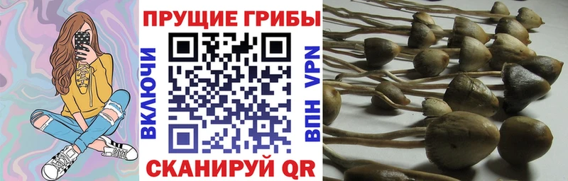 Купить где  Бабаево  Галлюциногенные грибы Psilocybine cubensis 